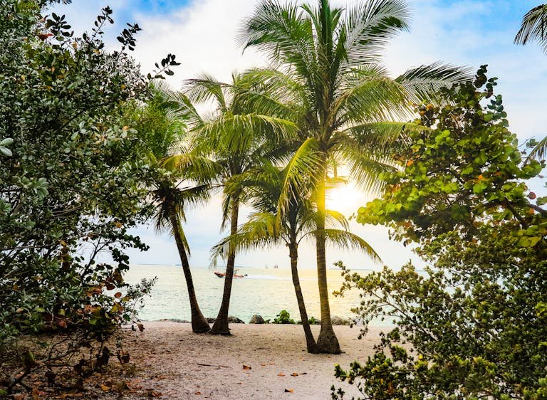 Embrace the serenity of a tropical sunset with palm trees along the Key West shore.